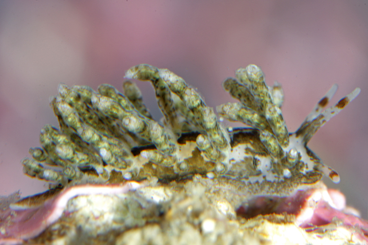 Eubranchus rustyus